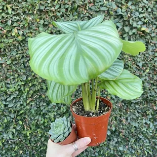 Plants