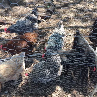 Chickens!!!!
