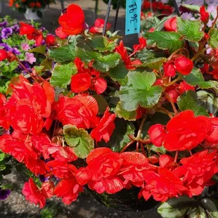 Garden Gate Fruit Market
