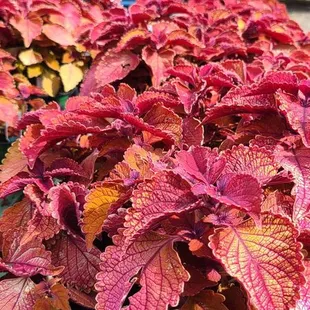 a variety of colorful leaves