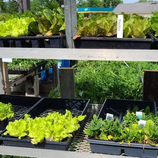 a variety of vegetables