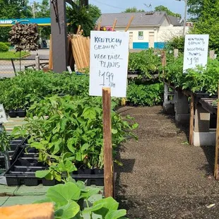 a variety of fruits and vegetables