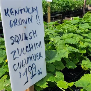 a bunch of cucumber plants