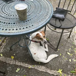 Dog friendly back patio!!!!