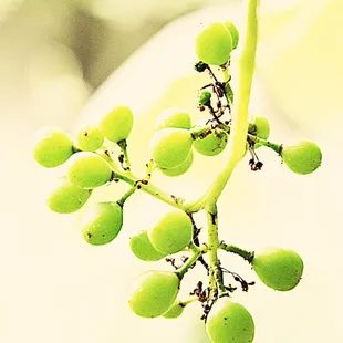 Baby grapes in the Garden