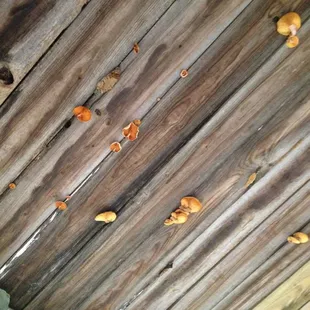 Mushrooms overhead