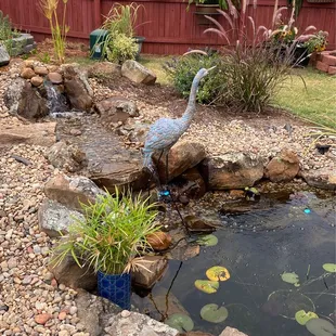 Added pond plants and decro