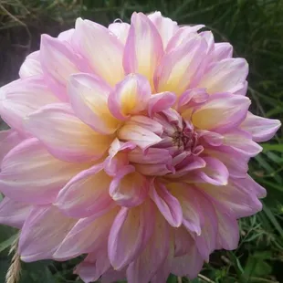 A Dahlia from our cutting garden