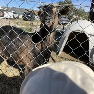 A friendly goat