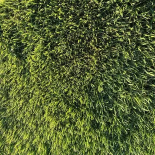 Zoysia grass seed bought at Gardener&apos;s Supply