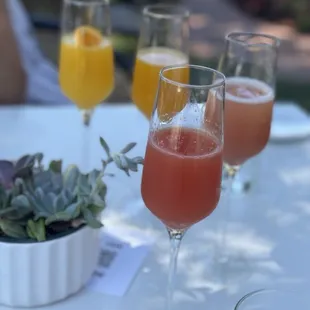 Mimosa flight