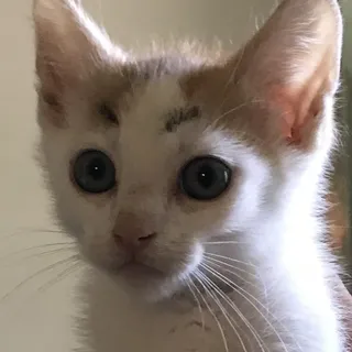 C S.