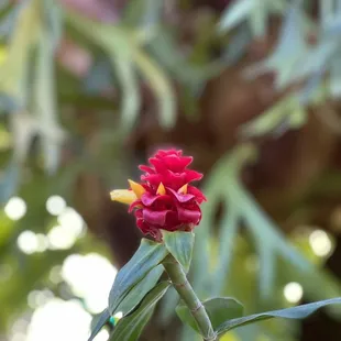 California ginger