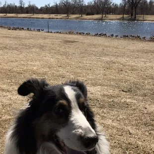 Memory of my beloved dog Odis Junior in his favorite David T Garland park