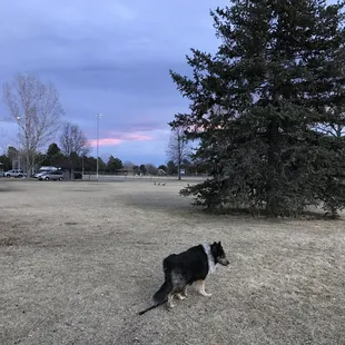 Beautiful memories of this great park with my dog