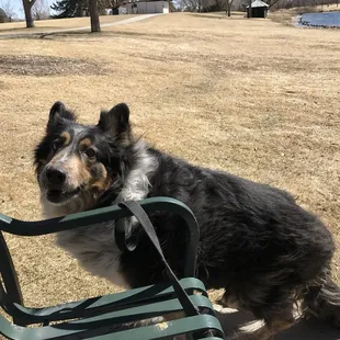 David T Garland park Memory of my dog Odis