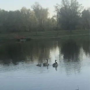 Lollipop Lake