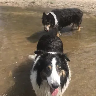 Memory off my beloved dogs in they favorite ever David T Garland park by Cherry Creek