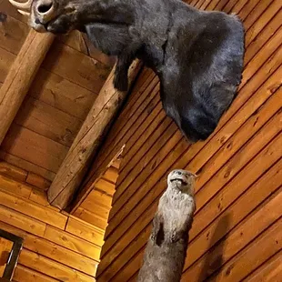 two moose heads mounted on a wall