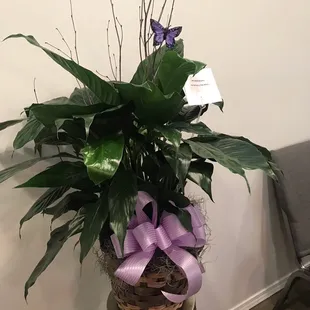 Elegant plant.