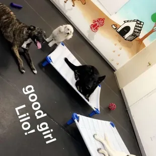 My 5 year old pitbull mix enjoying the company of other dogs with Karyn's help!