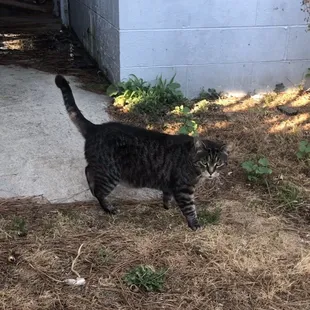 Cat outside Gary Howard's that doesn't want its photo taken