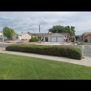 Trimmed &amp; fresh cut bush