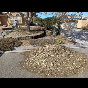 Yard clean up of moldy leaves