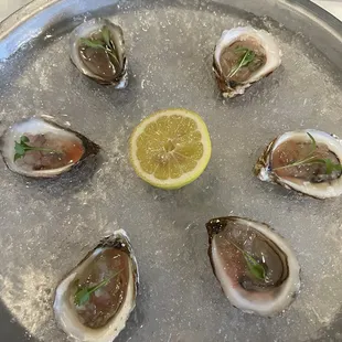 Oysters on the half shell