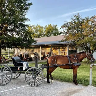 a horse pulling a carriage