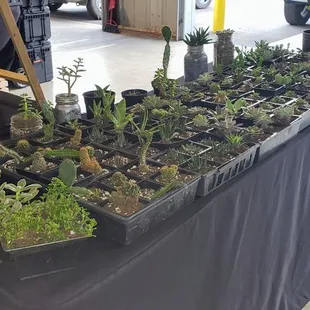 Wild And Whimsy Living. Lots of succulents to choose from. Come pick out a new plant for you or a gift for someone else.  Hey, why not both!