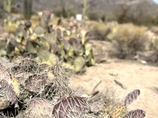 Sabino Canyon