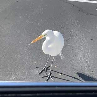 One of many Canes out front