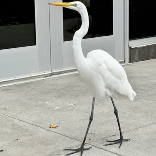 Egret!