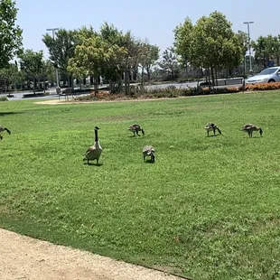 Geese grazing in the lawn next to the lake.