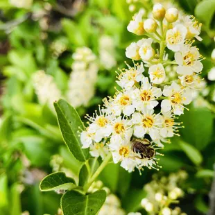 Wildflowers and wildlife :)