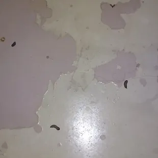 These are the rat not mice but rat terds left in the tub of the motel upon the arrival of my stay.