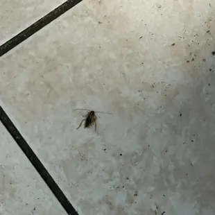 Roach in bathroom.