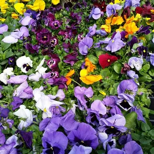 a variety of pansies