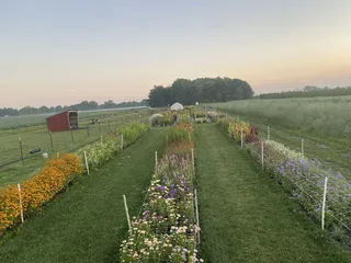 Fields of Joy