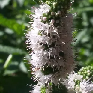 herb flower - mint