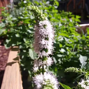 herb flower - mint
