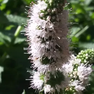 herb flower - mint