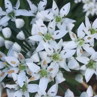 herb flowers - garlic chive