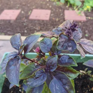 purple basil