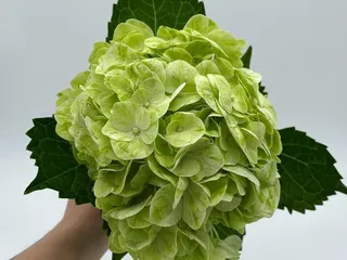 Price’s Floral Wholesale