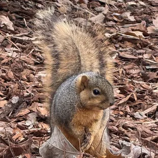 This place is full of these chonky lil guys