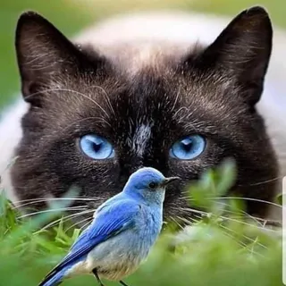 Catty L.