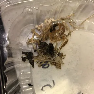 Turkey Breast Sandwich