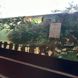 Inside , Alligator fish tank